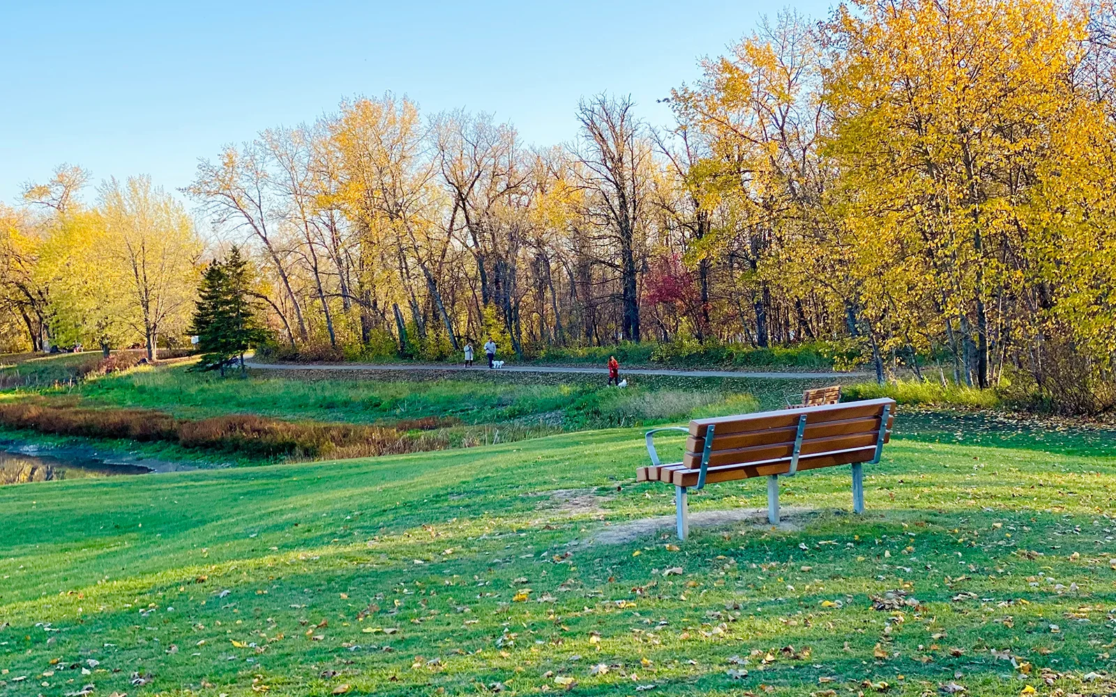 park bench with yellow fall trees in backdrop