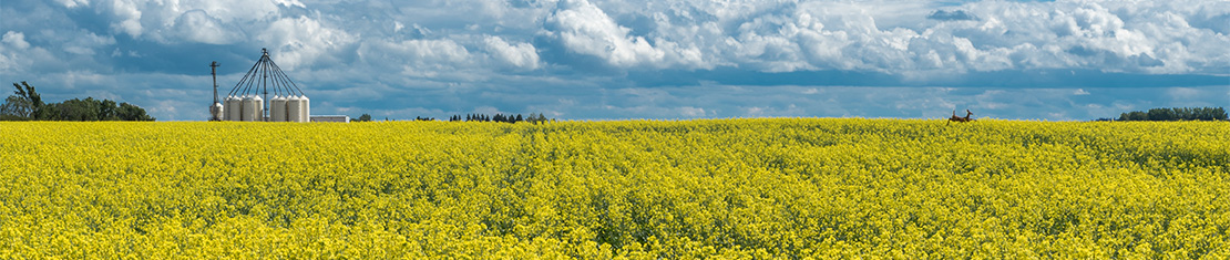 Yellow canola field in front of a cluster of silos
