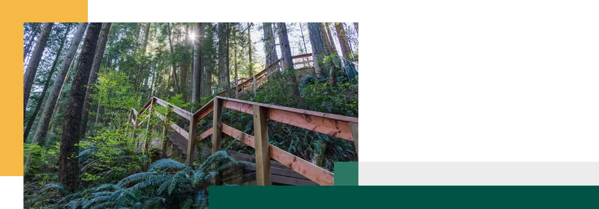 Beautiful wooden path in the rainforest Lynn Canyon Park North Vancouver British Columbia