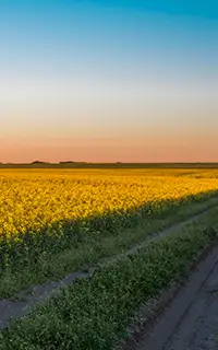 Canola field in Saskatchewan Canada