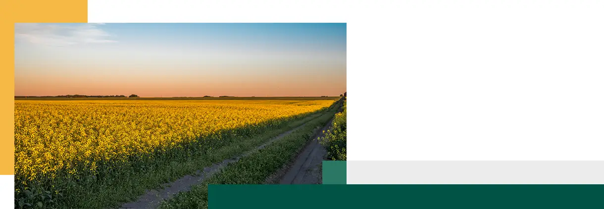 Canola field in Saskatchewan Canada
