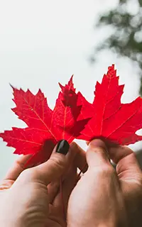 Couple in love holding with hands two red maple tree leaves National symbol of Canada