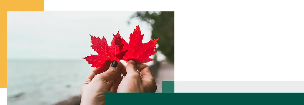 Couple in love holding with hands two red maple tree leaves National symbol of Canada