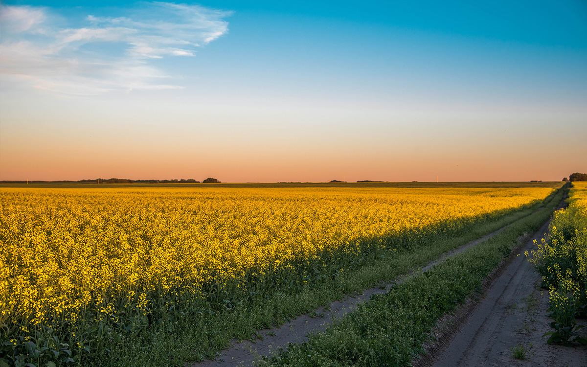 Farmers field in Saskatchewan