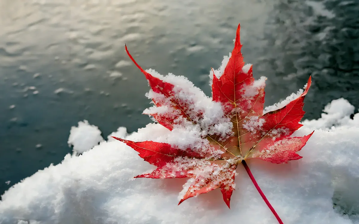 a snowy maple leaf resting in snow next to a lake