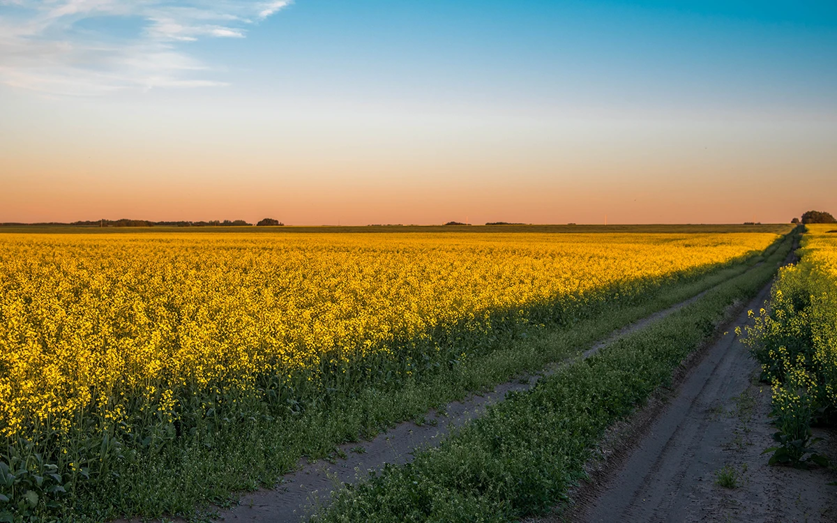 Farm field in Saskatchewan