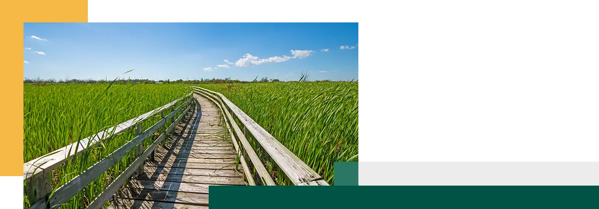Boardwalk Through a Verdant Marshland in Hecla-Grindstone Provincial Park in Manitoba