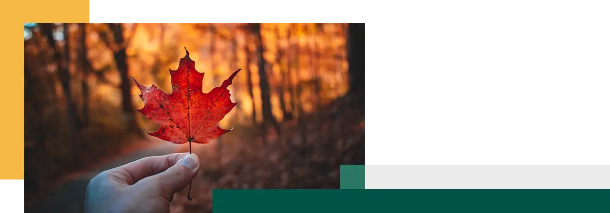 Holding red leaf during autumn