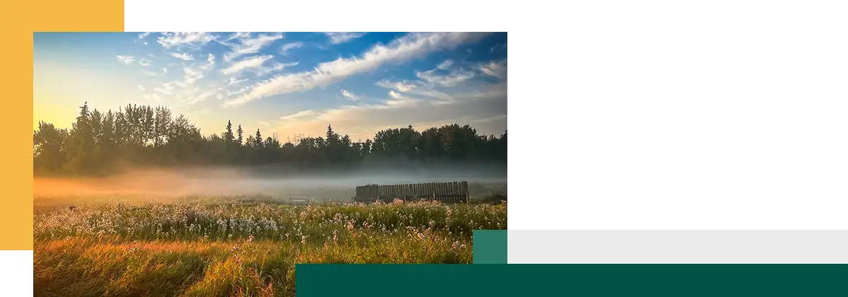 Morning mist wafts across the autumn landscape of an overgrown farm field at sunrise in Alberta