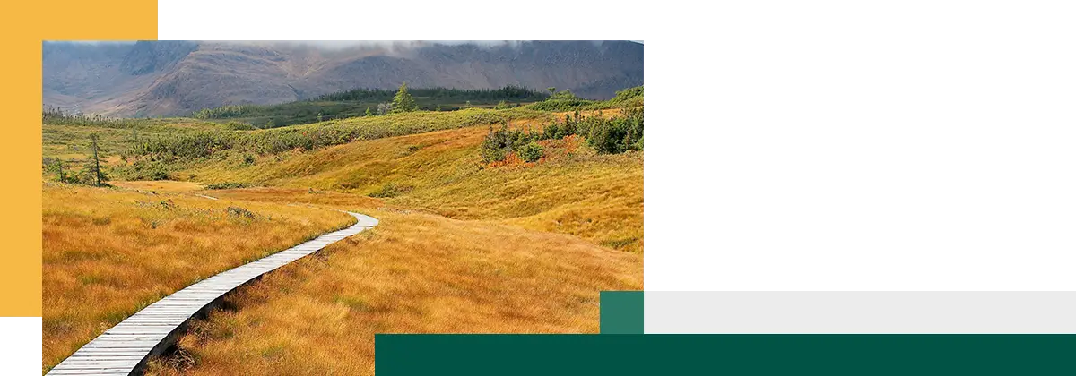 Newfoundland Gros Morne National Park Boardwalk Trail through Highlands in Autumn