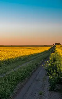 Canola field in Saskatchewan Canada