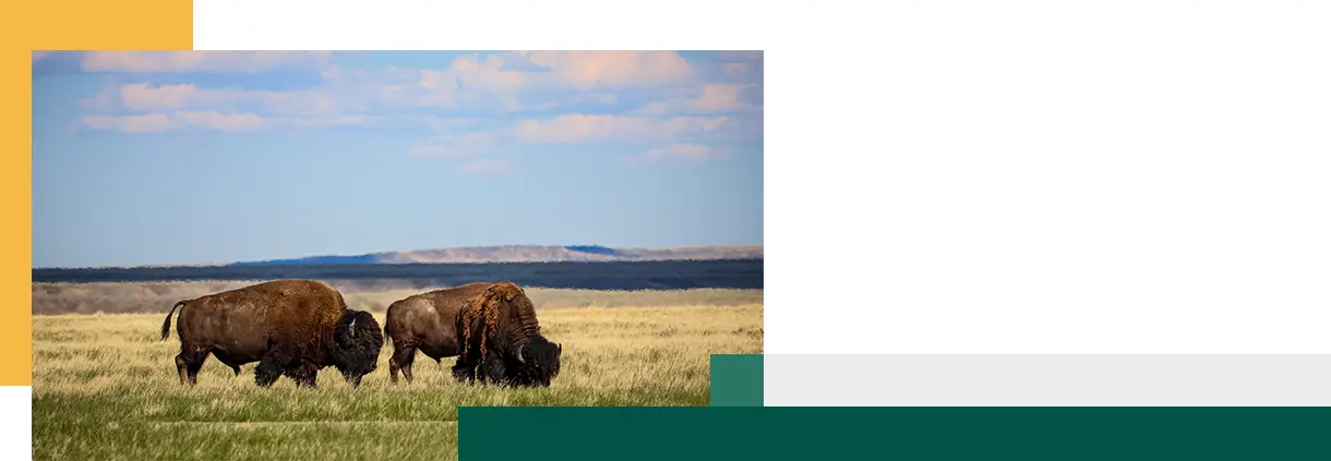 Bison in Grassland National Park in Saskatchewan Canada