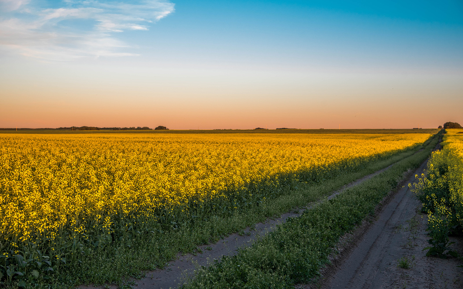 SaskatchewanWheatField