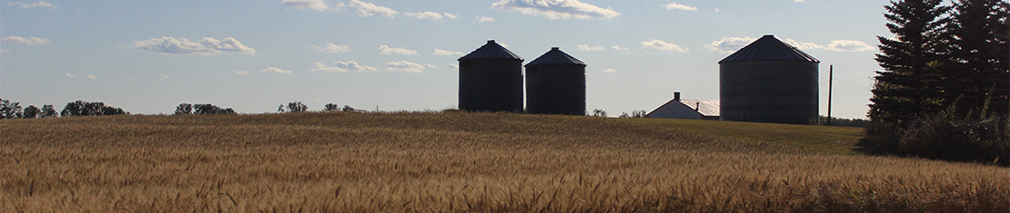 Silos behind a field of brown wheat