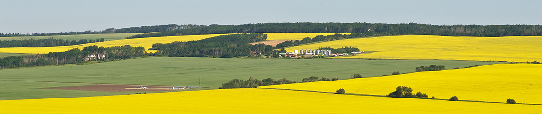 Bright yellow Canola fields separated by clusters of green trees.