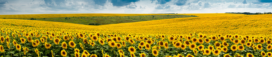 A giant field of Sunflowers beneath a big blue sky.