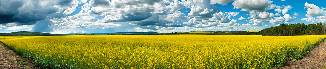 Field of bright yellow canola with a cloudy, blue sky.