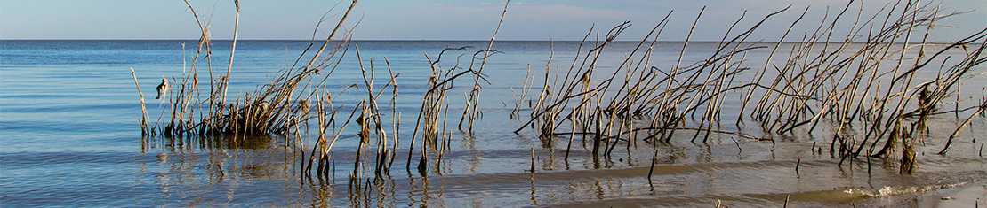 Water reeds sticking out the water.