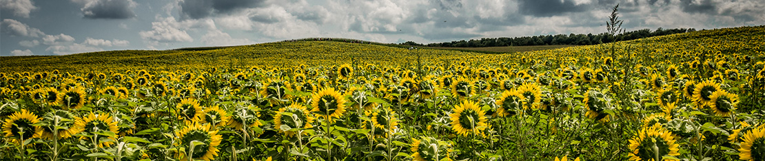 Field of sunflowers under an overcast sky