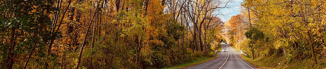 Road surrounded by fall trees.