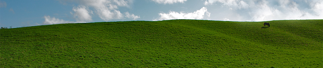 Horse grazing on a lush, green hill.
