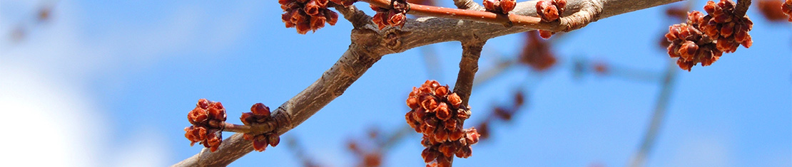 Close up of tree buds blooming